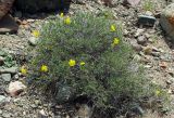 Helianthemum songaricum