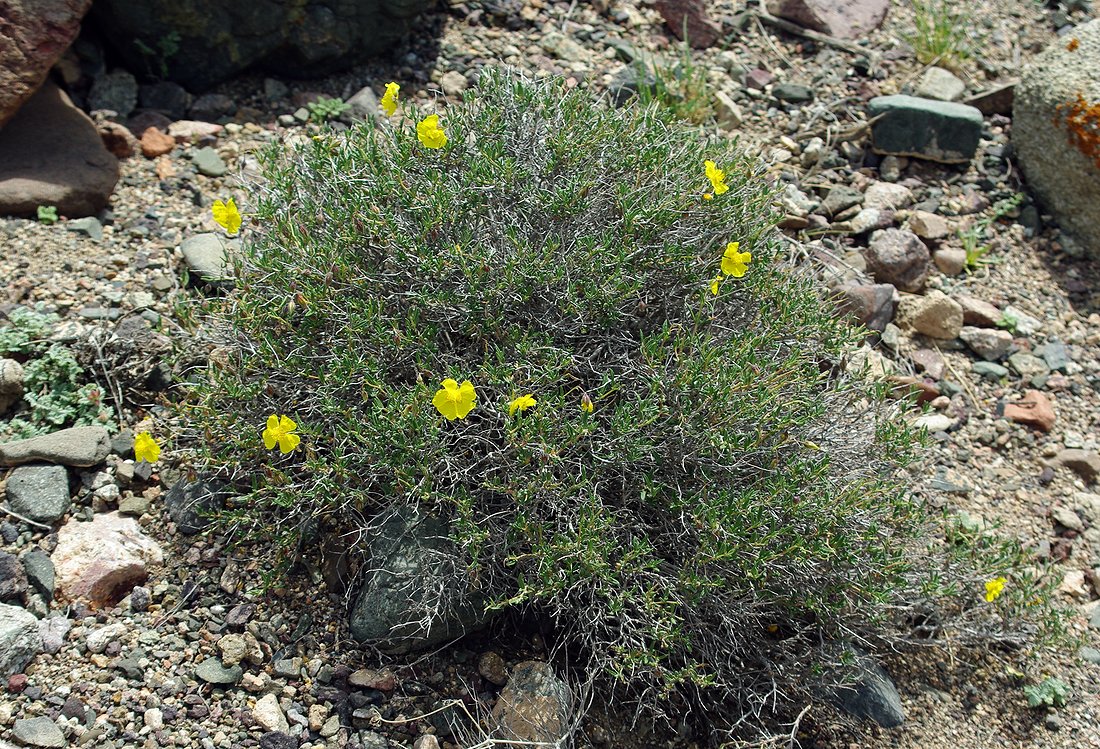 Image of Helianthemum songaricum specimen.