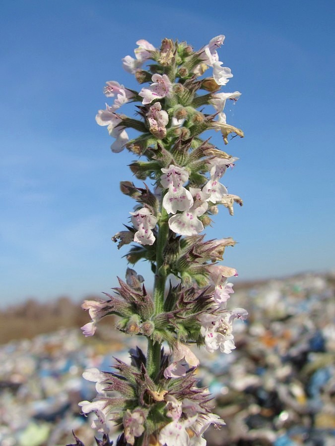 Image of Nepeta cataria specimen.