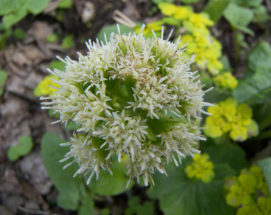 Image of Petasites albus specimen.