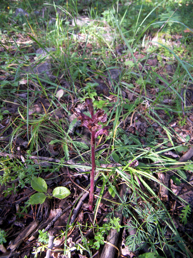 Image of Orobanche bartlingii specimen.