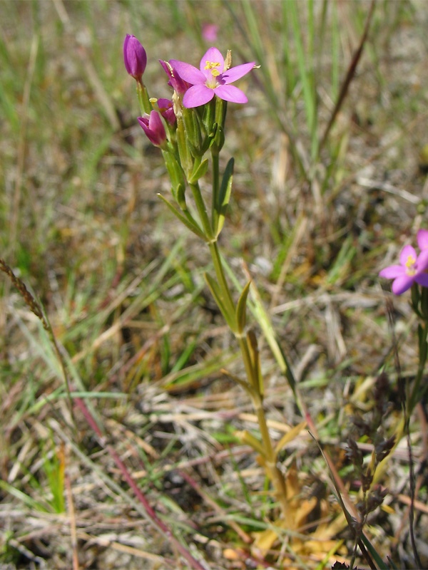 Изображение особи Centaurium littorale.