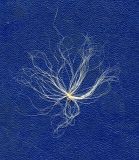 Image of taxon representative. Author is Николай Дегтярёв