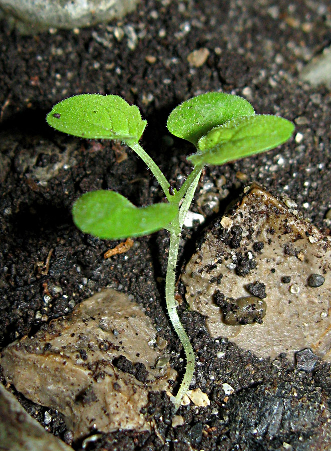 Image of Scrophularia scopolii specimen.