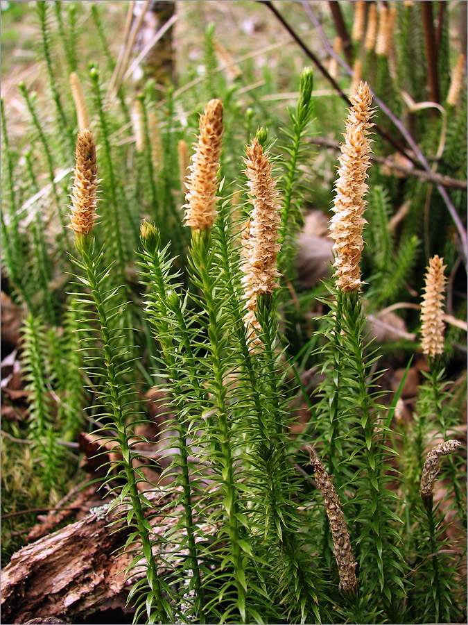 Изображение особи Lycopodium annotinum.