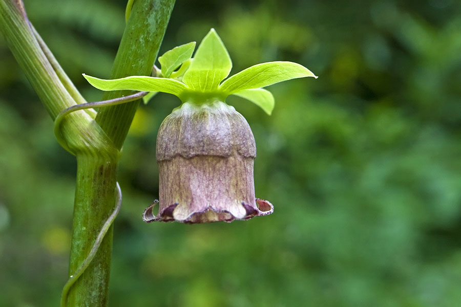 Изображение особи Codonopsis lanceolata.