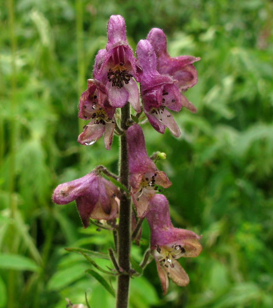 Image of Aconitum tanzybeicum specimen.