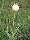 Tulipa suaveolens. Цветущее растение (белоцветковая форма) в степи. Украина, Донецкая обл., Новоазовский р-н, \"Хомутовская степь\". 28.04.2007.