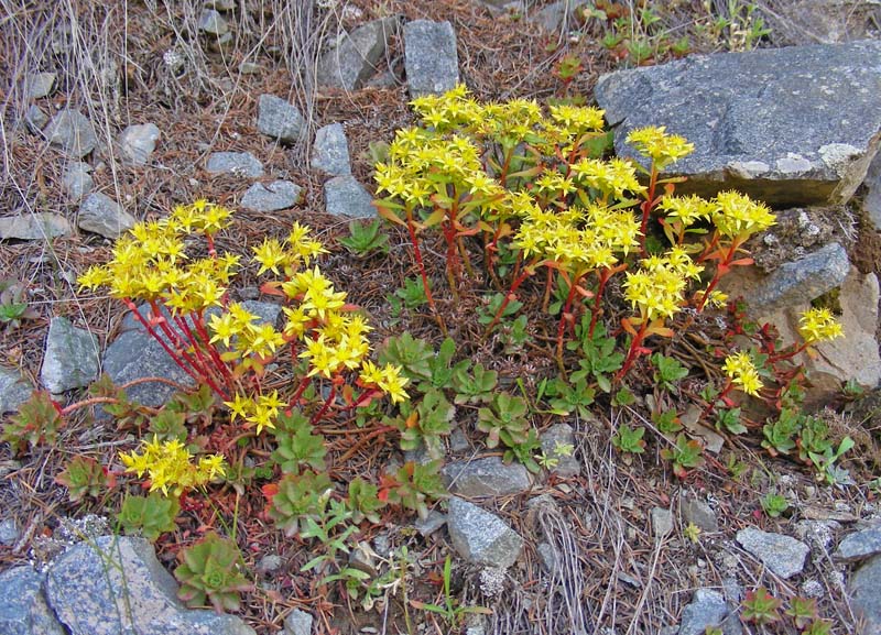Image of Aizopsis hybrida specimen.