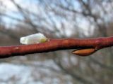 Salix myrsinifolia. Часть побега с распускающимся соцветием и почкой. Смоленская обл., Смоленский р-н, окр. пос. Каспля. 01.04.2012.