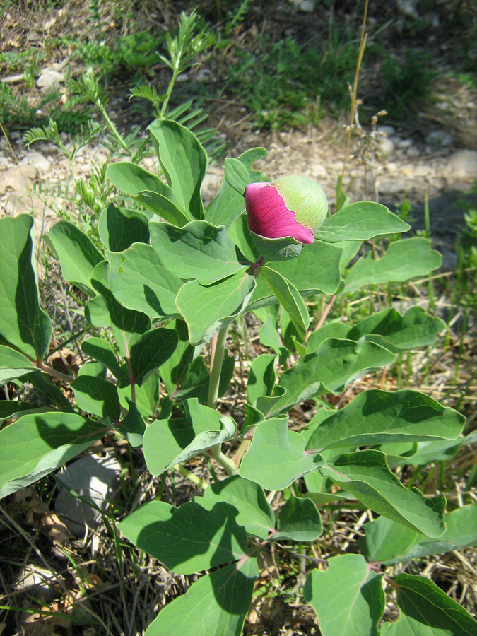 Image of Paeonia daurica specimen.