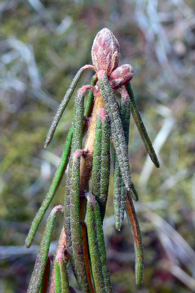 Image of Ledum palustre specimen.