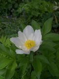 Paeonia lactiflora