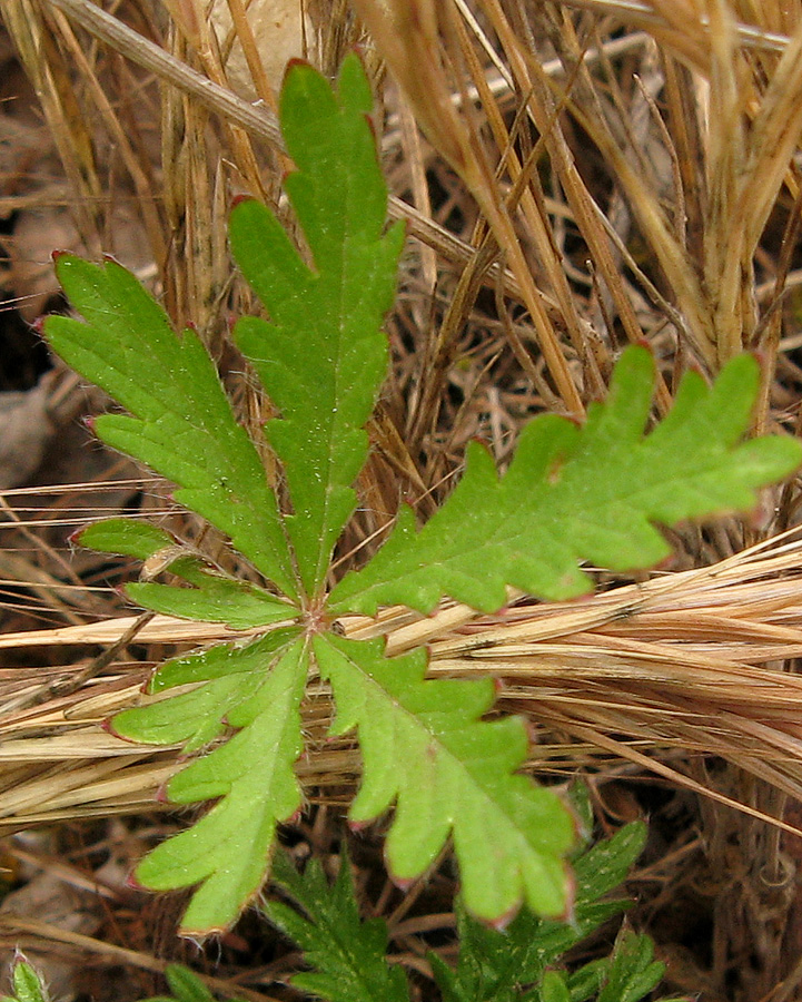 Image of genus Potentilla specimen.