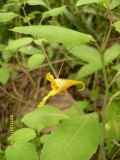 Impatiens noli-tangere