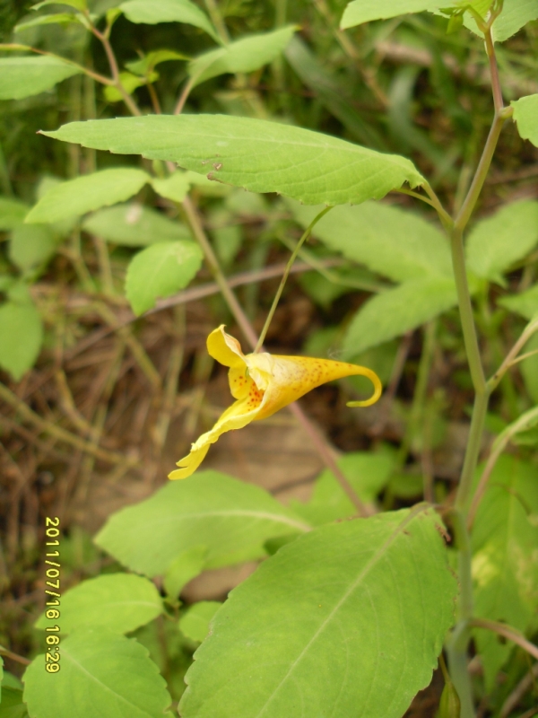 Image of Impatiens noli-tangere specimen.