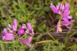 Polygala major