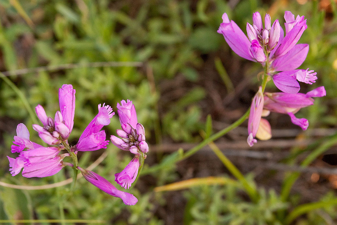 Image of Polygala major specimen.