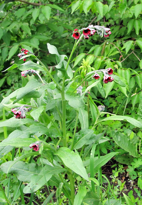 Image of Cynoglossum officinale specimen.