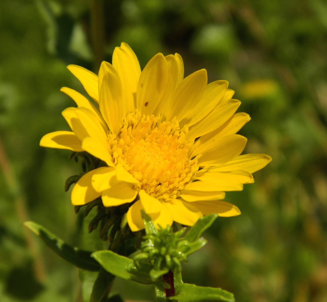 Изображение особи Grindelia squarrosa.