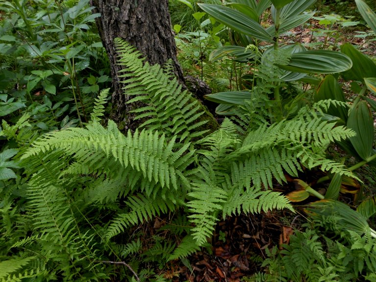 Изображение особи Parathelypteris nipponica.