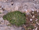 Gypsophila tenuifolia