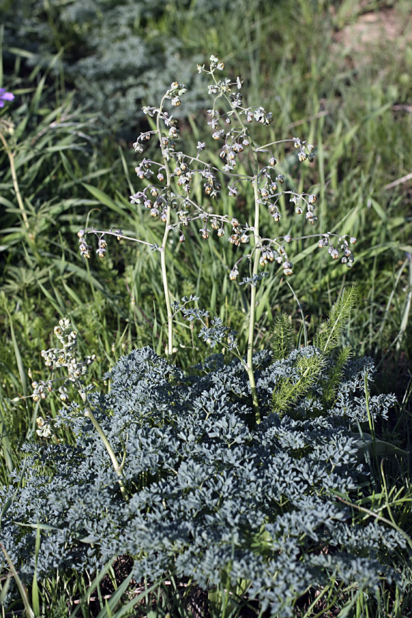 Изображение особи Thalictrum isopyroides.