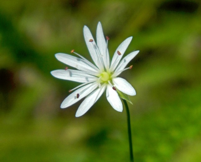 Изображение особи Stellaria graminea.