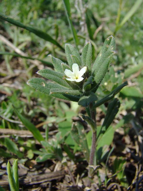 Image of Buglossoides arvensis specimen.