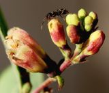 Symphoricarpos × chenaultii