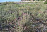 Astragalus varius. Цветущие растения на пляже. Крым, Керченский п-ов, Приазовье, Караларская степь. 08.06.2012.