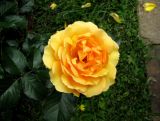 Rosa chinensis. Цветок и листья. Москва, территория Кремля, Тайницкий сад. 15.06.2012.