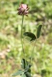 Trifolium fragiferum