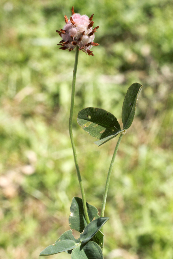 Изображение особи Trifolium fragiferum.