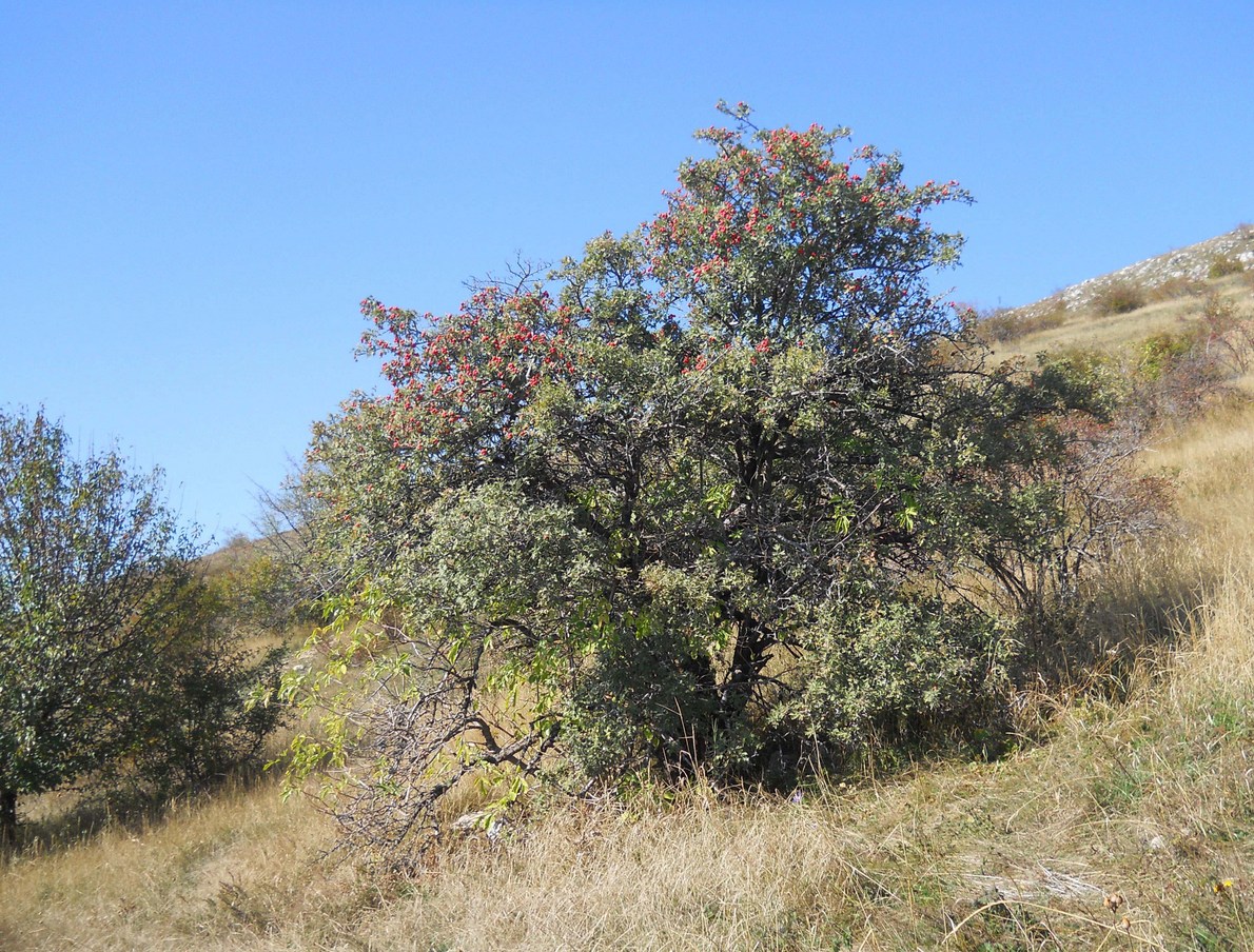 Изображение особи Crataegus orientalis.