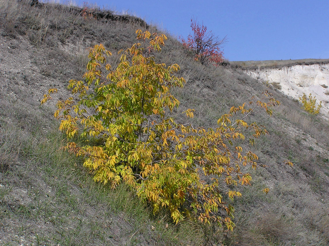 Image of Acer negundo specimen.