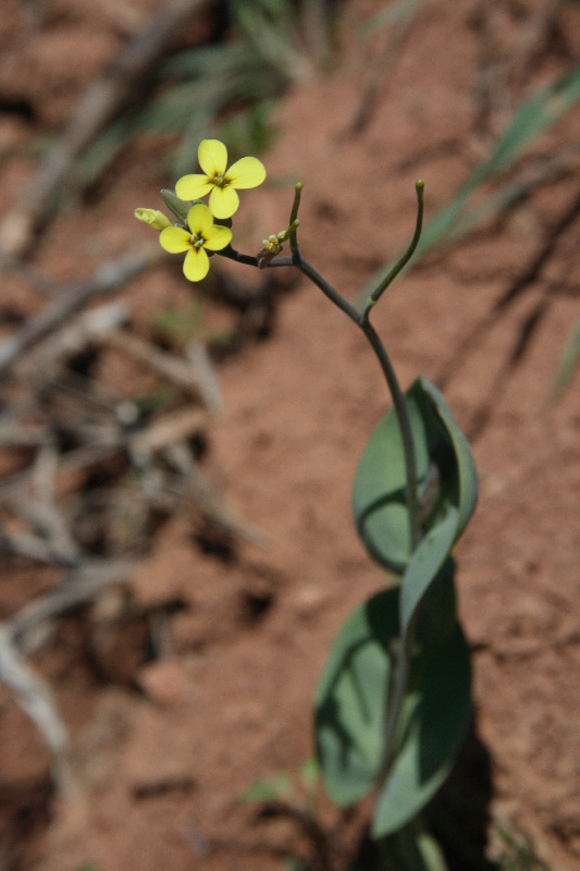 Image of Conringia clavata specimen.