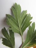 Crataegus orientalis