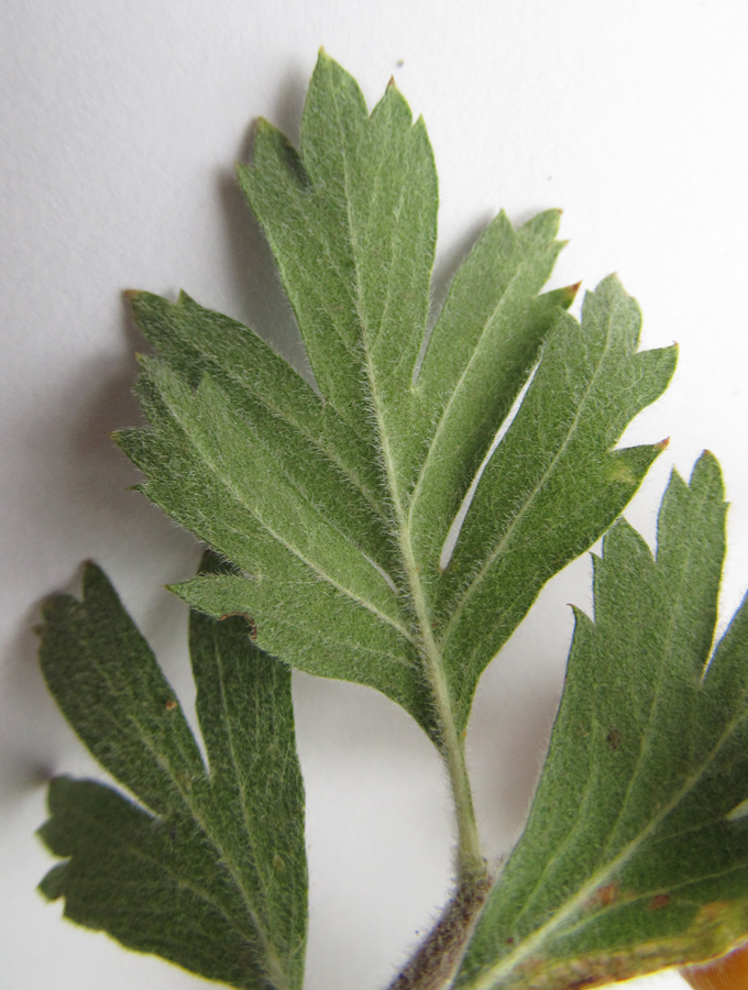 Image of Crataegus orientalis specimen.