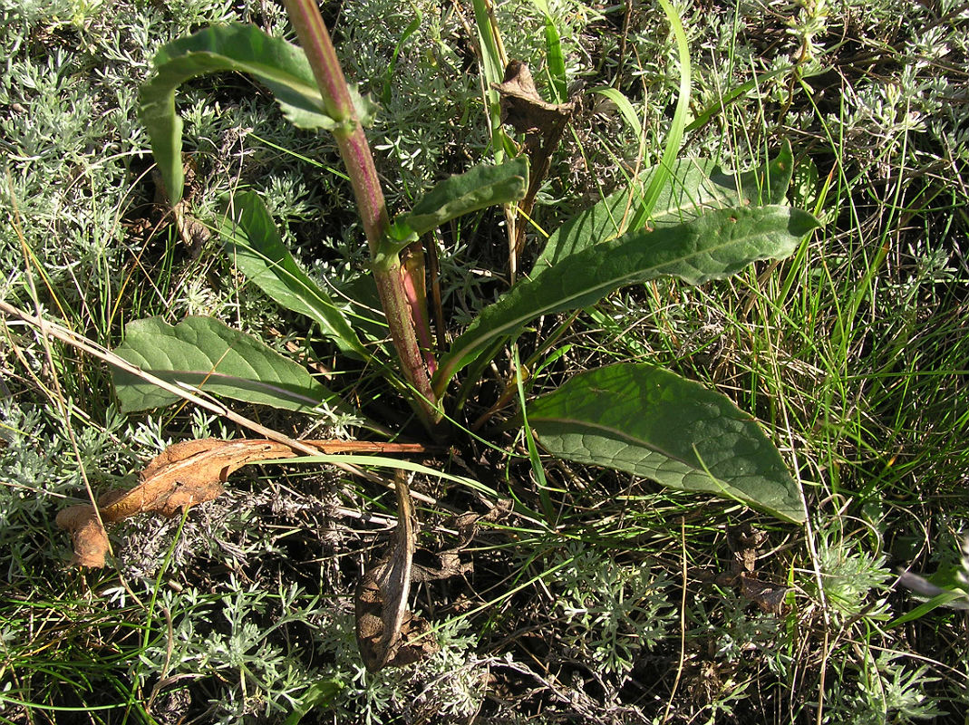 Image of Senecio paucifolius specimen.