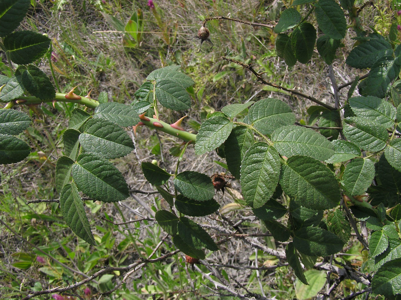 Image of Rosa rubiginosa specimen.