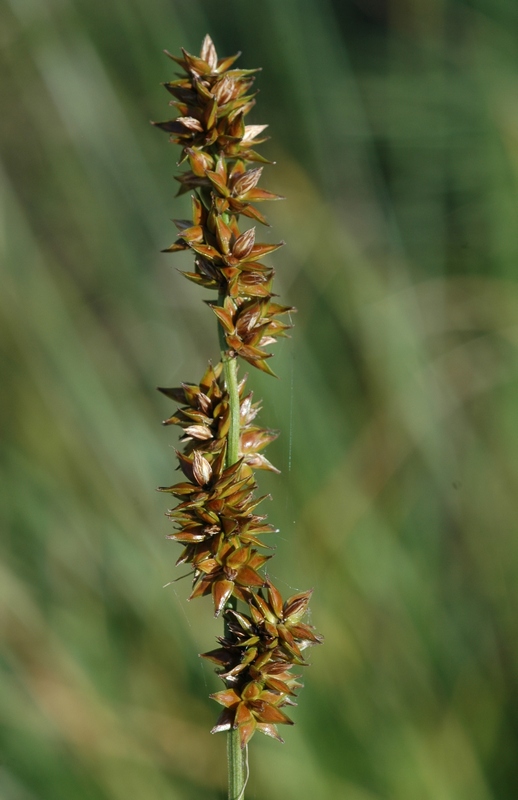 Image of Carex polyphylla specimen.