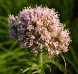 Valeriana amurensis