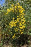 Senecio grandidentatus