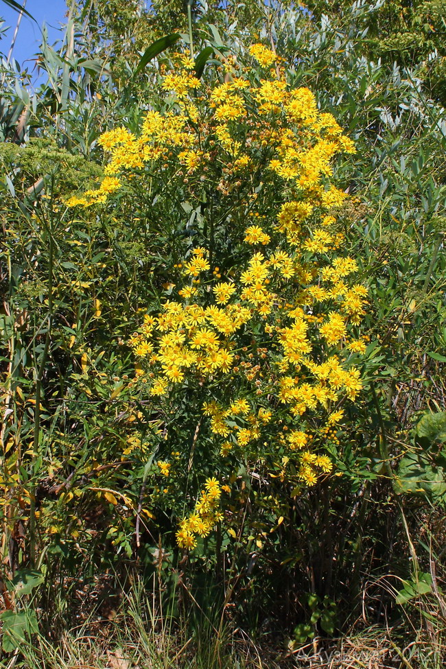 Изображение особи Senecio grandidentatus.