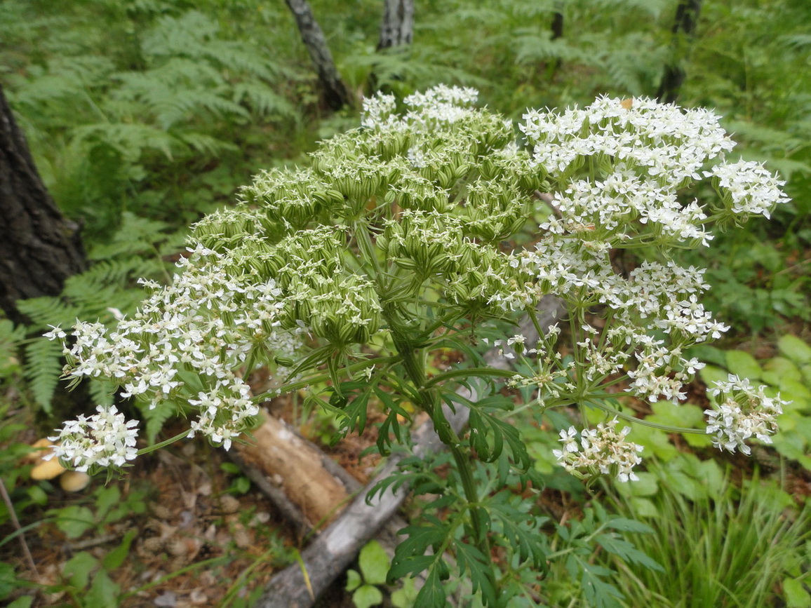 Image of Pleurospermum uralense specimen.