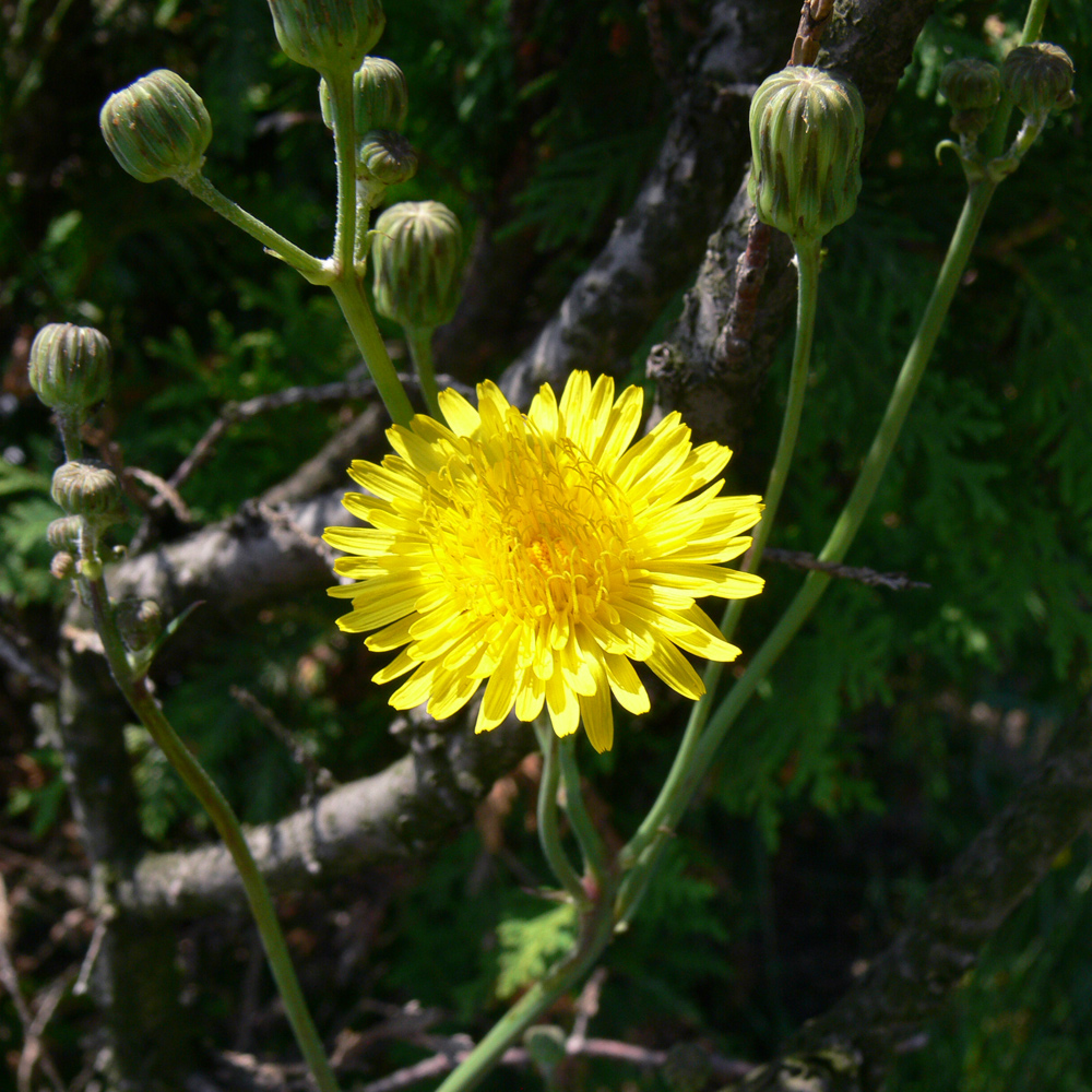 Изображение особи Sonchus arvensis.