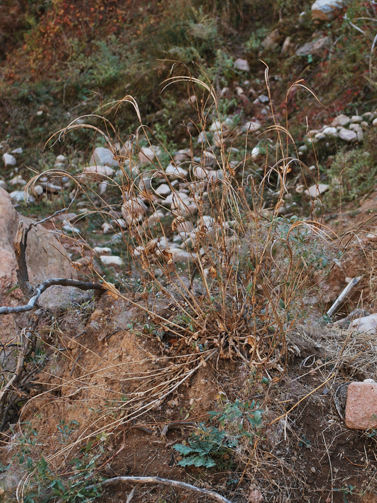 Image of Glaucium fimbrilligerum specimen.