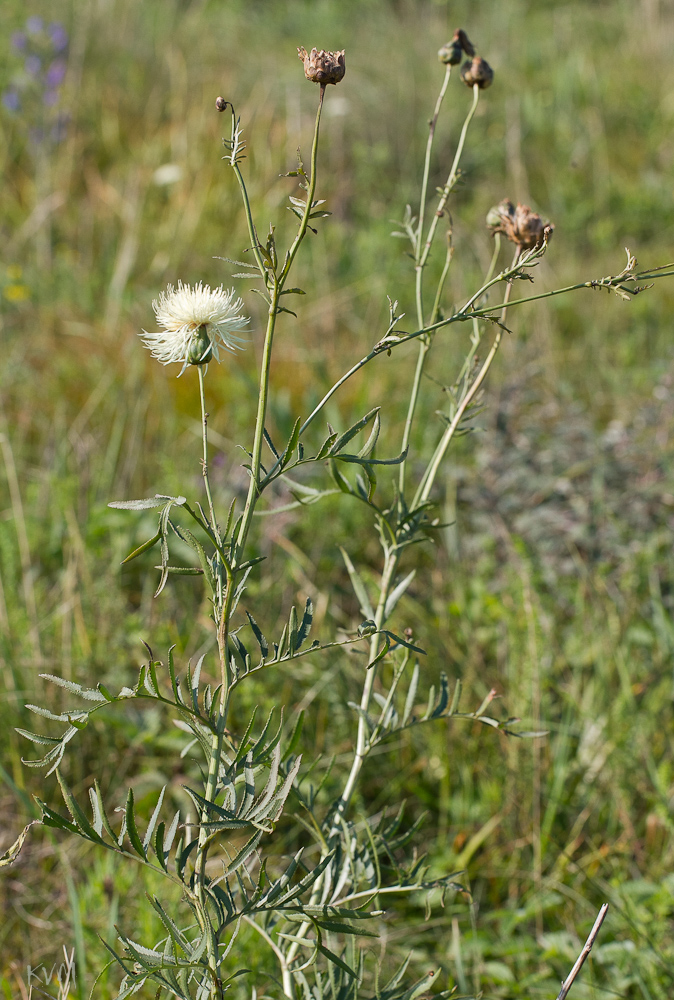 Изображение особи Rhaponticoides ruthenica.