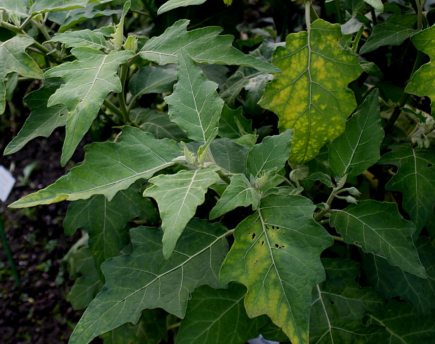 Изображение особи Solanum aethiopicum.